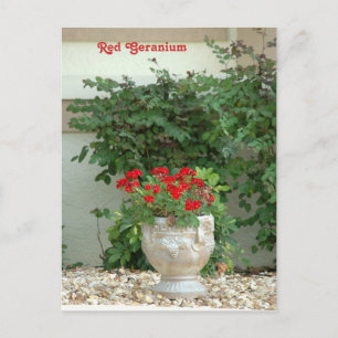 Carte postale Red Geranium
