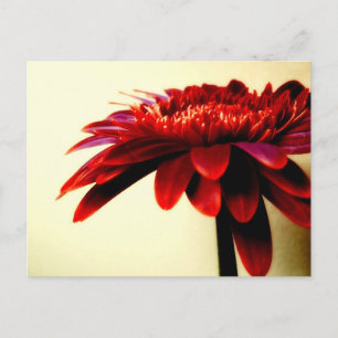 Carte postale Red Gerbera