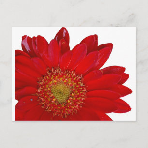 Carte Postale Red Gerbera Daisy