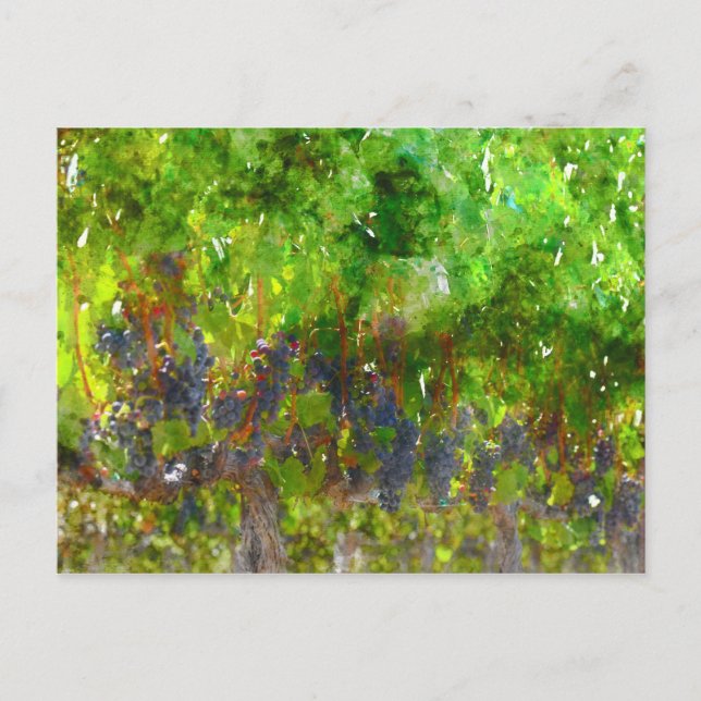 Carte Postale Red Grapes (Devant)