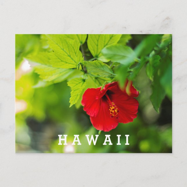 Carte Postale Red Hibiscus Hawaii Tropical (Devant)