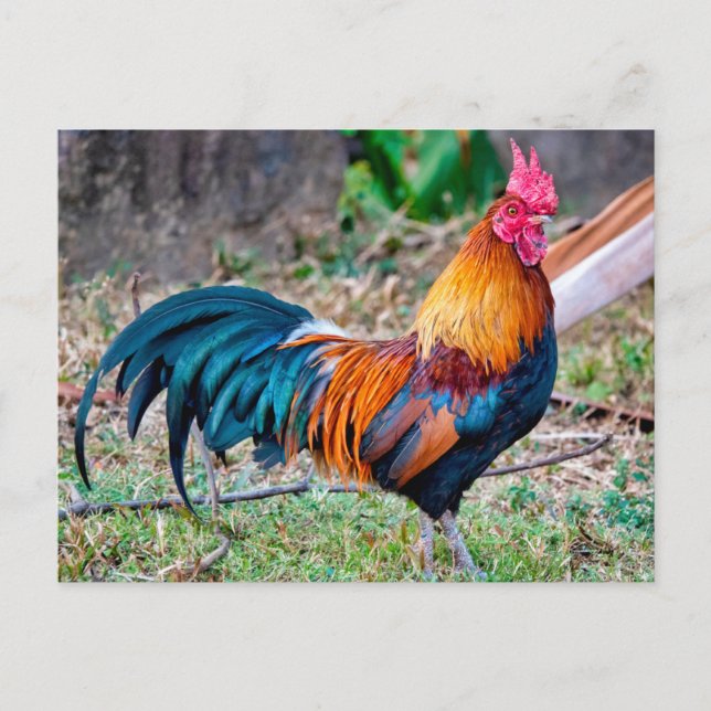 Carte Postale Red junglefowl (Devant)