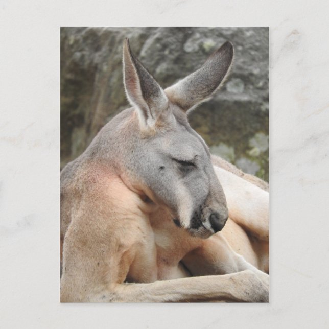 Carte postale Red Kangaroo (Devant)