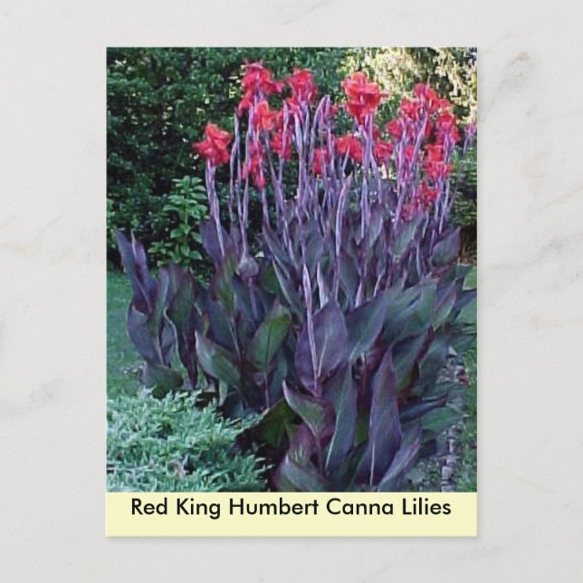 Carte Postale Red King Humbert Canna Lilies (Devant)