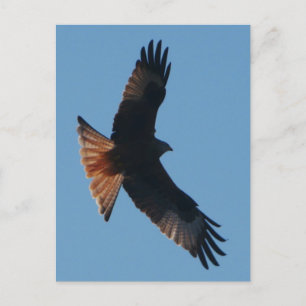 Carte postale Red Kite