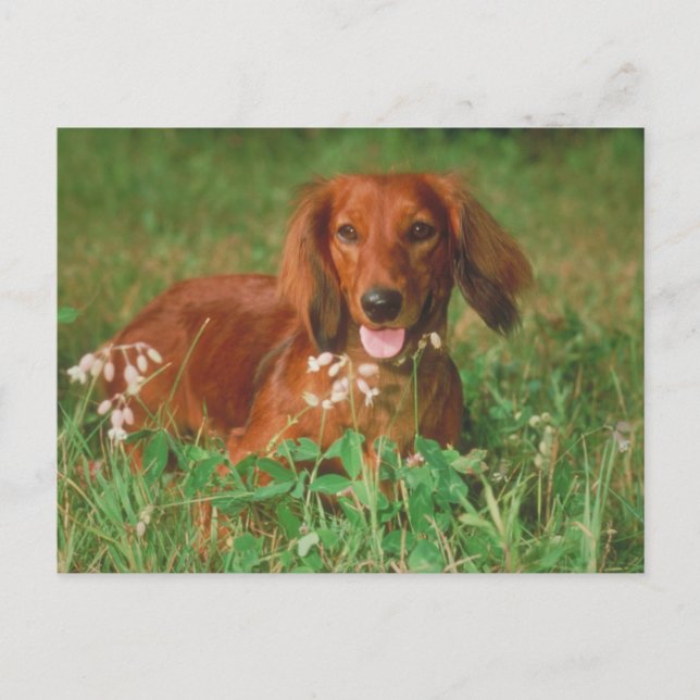 Carte Postale Red Long Haired Dachshund (Devant)