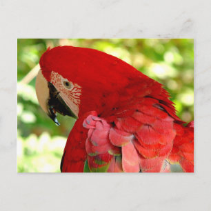 Carte postale Red Macaw Parrot