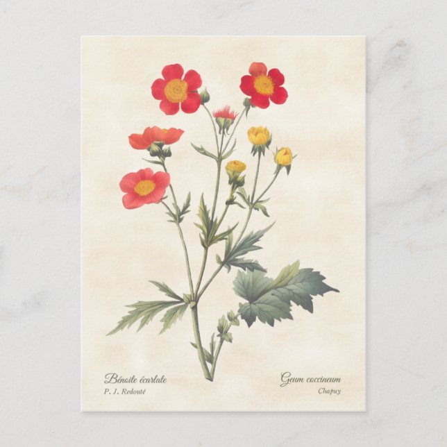 Carte Postale Red Nwarf Avens Illustration botanique Vintage (Devant)