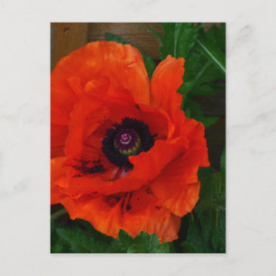 Carte Postale Red Oriental Poppy