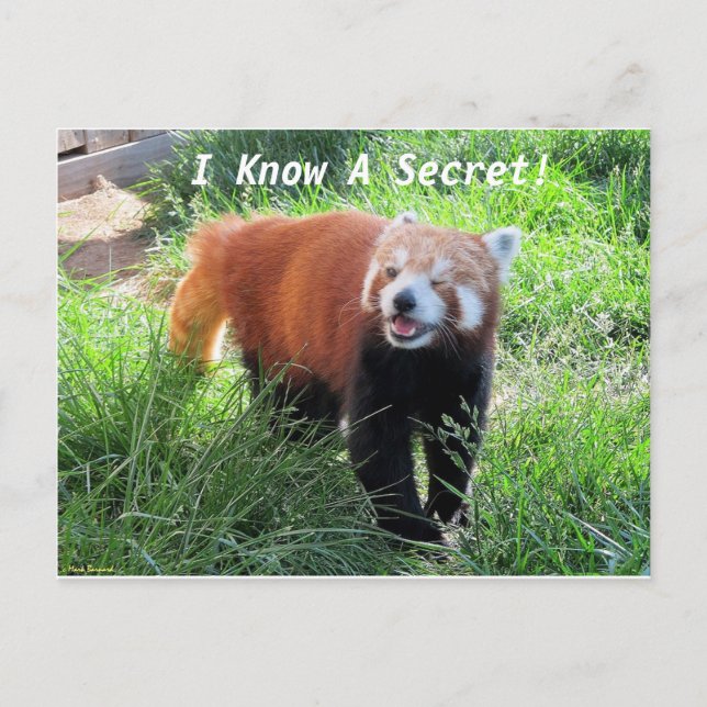 Carte Postale Red Panda Secret (Devant)