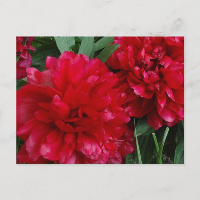 Carte postale Red Peony (Devant)