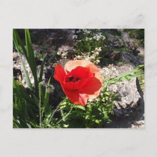 Carte Postale Red Poppy