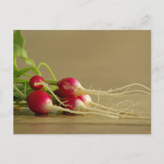 Carte postale Red Radis (Devant)