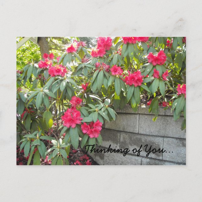 Carte Postale Red Rhodos - Pensez à vous... (Devant)