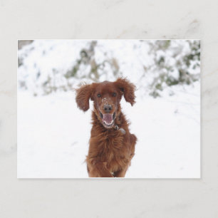 Carte Postale Red Setter
