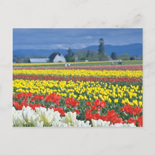 Carte Postale Red Skagit Valley, Mount Rainier, Washington, État (Devant)