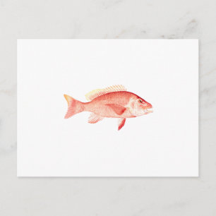 Carte Postale Red Snapper