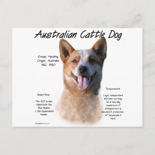 Carte Postale Red Speckle Australian Cattle Chig History