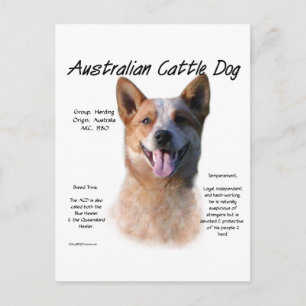Carte Postale Red Speckle Australian Cattle Chig History
