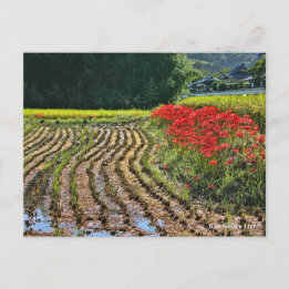 Carte Postale Red Spider Lily