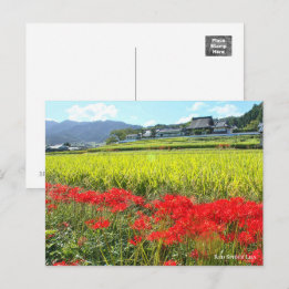 Carte Postale Red Spider Lily ポ a été ー ド