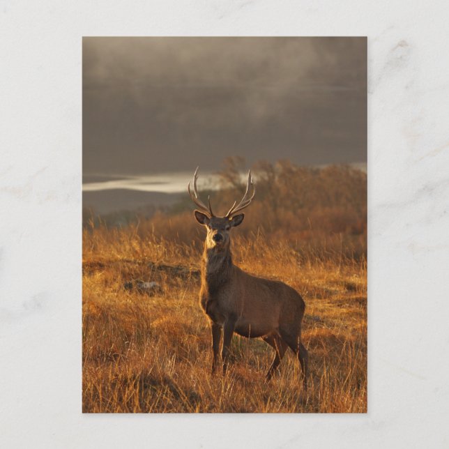 Carte postale Red Stag (Devant)