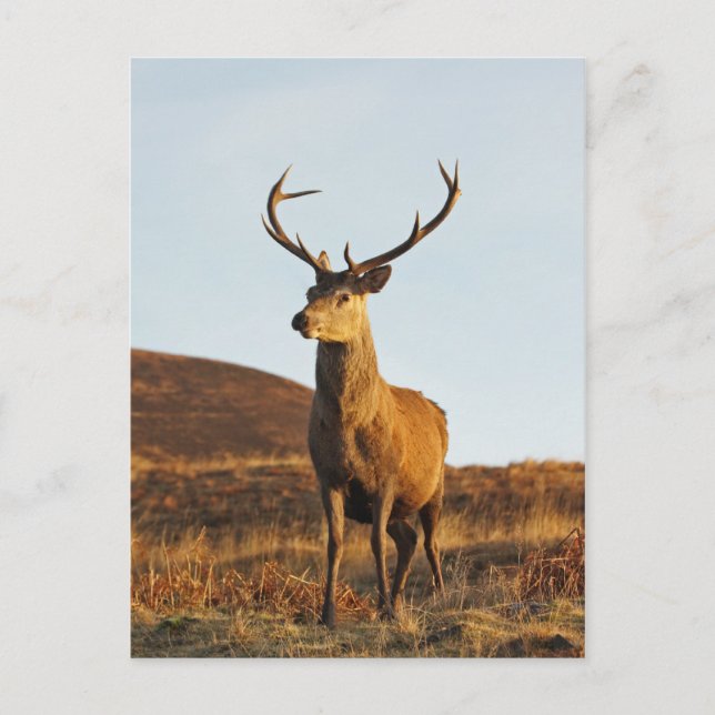 Carte postale Red Stag (Devant)
