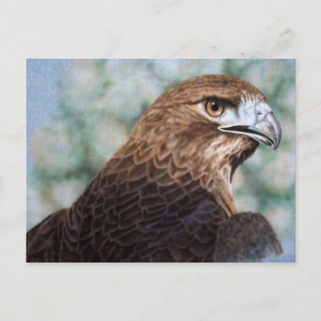 Carte postale Red-tail Hawk (Devant)