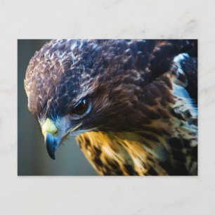Carte postale Red Tail Hawk