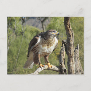 Carte postale Red Tail Hawk