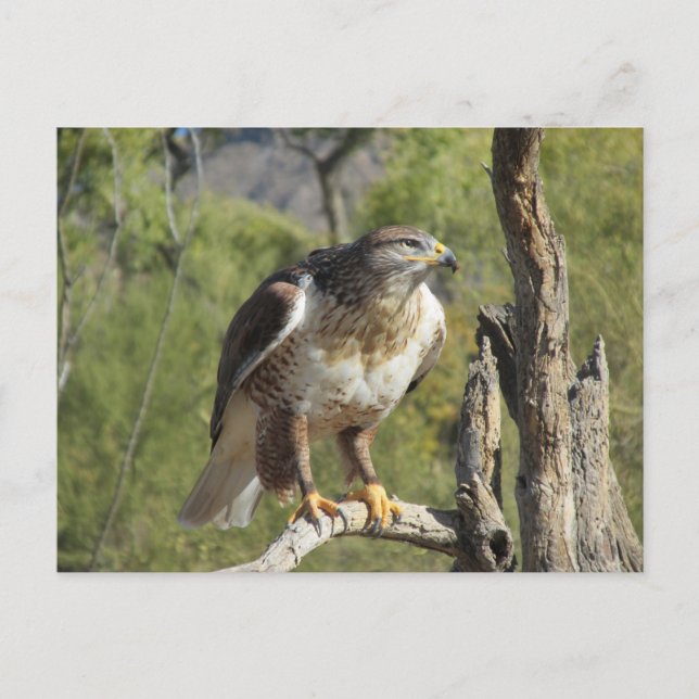 Carte postale Red Tail Hawk (Devant)