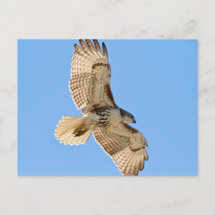 Carte Postale Red Tail Hawk en vol