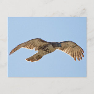 Carte Postale Red Tail Hawk en vol