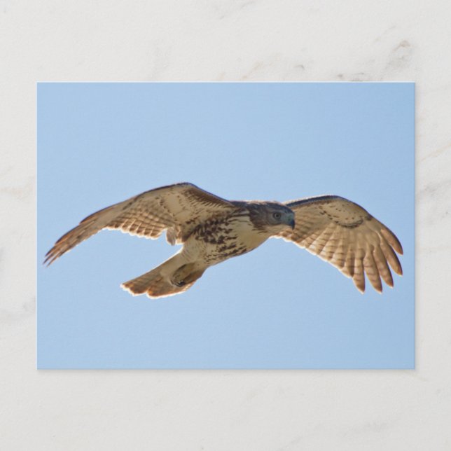 Carte Postale Red Tail Hawk en vol (Devant)