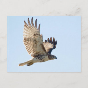 Carte Postale Red Tail Hawk en vol