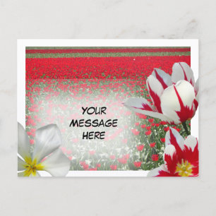 Carte Postale Red Tulips Field et Red White Tulips do-it-yoursel