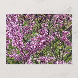 Carte Postale Redbud en pleine floraison