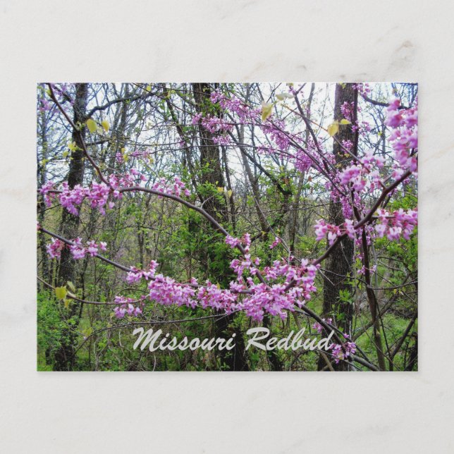 Carte postale Redbud Missouri (Devant)