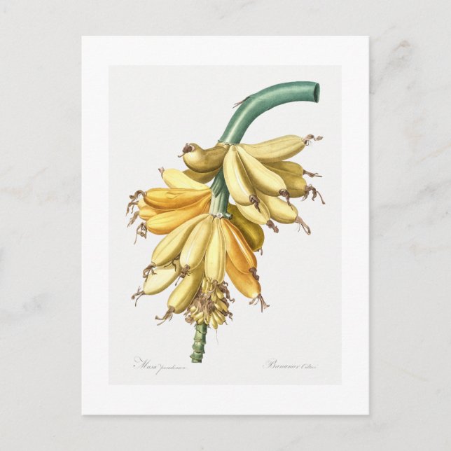 CARTE POSTALE REDOUTÉ BOTANIQUE "BANANES" (Devant)
