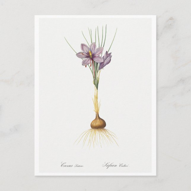 CARTE POSTALE REDOUTÉ BOTANIQUE "CROCUSS" (Devant)