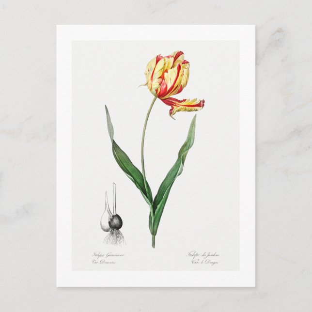 CARTE POSTALE REDOUTÉ BOTANIQUE "DIDIER'S TULIP" (Devant)