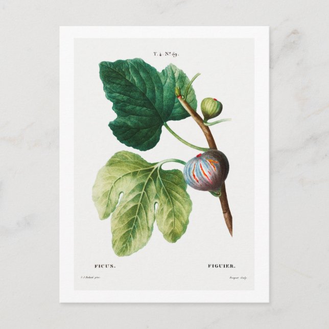 CARTE POSTALE REDOUTÉ BOTANIQUE "FIGUES" (Devant)