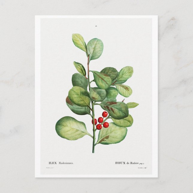 CARTE POSTALE REDOUTÉ BOTANIQUE "ILEX MEDERIENSIS" (Devant)