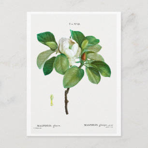 CARTE POSTALE REDOUTÉ BOTANIQUE "MAGNOLIA"