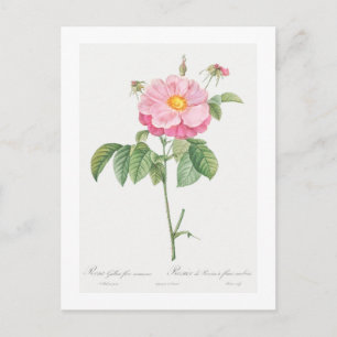 CARTE POSTALE REDOUTÉ BOTANIQUE "PROVINS ROSE"