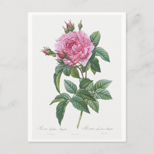CARTE POSTALE REDOUTÉ BOTANIQUE "ROSE GALLIQUE" (Devant)