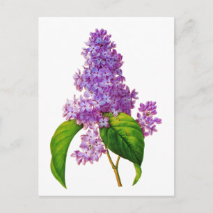Carte Postale Redoute Lilacs