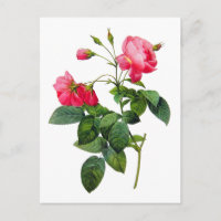 Redoute Roses