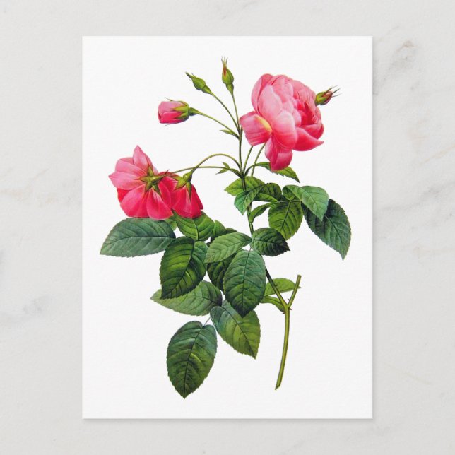 Carte Postale Redoute Roses (Devant)