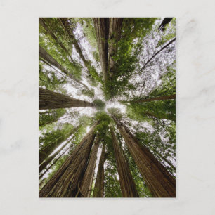 Carte Postale Redwood National and State Parks, Californie
